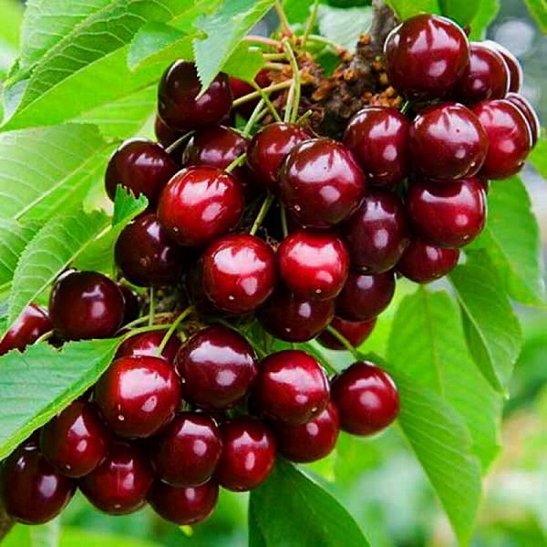 Черешня Лапінс