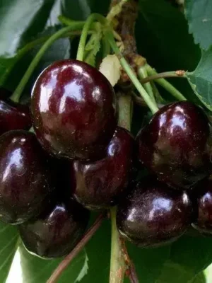 Черешня Мелітопольська Черешня Мелітопольська