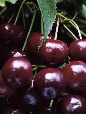 Черешня Наполеон Черешня Наполеон