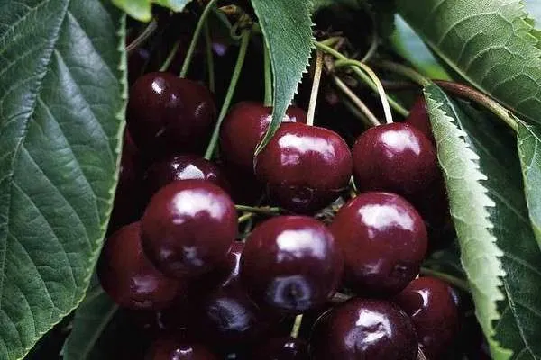 Черешня Наполеон Черешня Наполеон