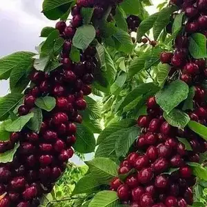Черешня Сабріна колона