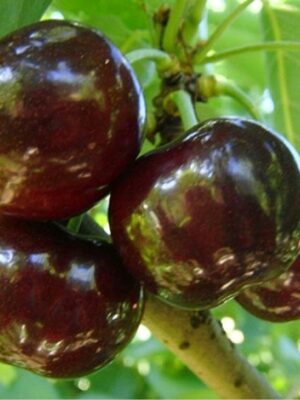 Черешня “Скіна” Черешня "Скіна"середньо-пізний сорт)