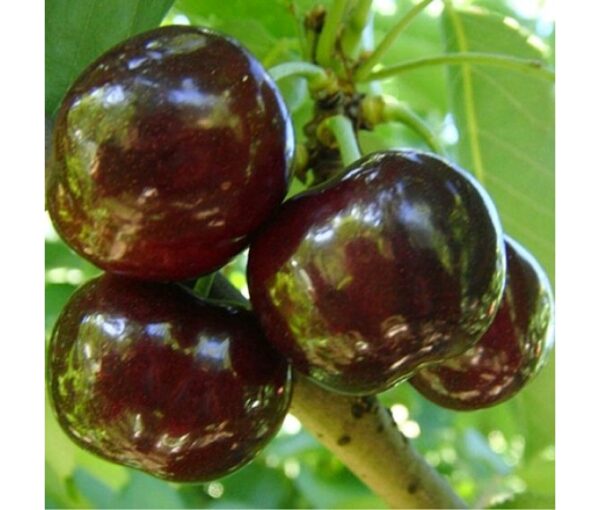 Черешня "Скіна"середньо-пізний сорт)