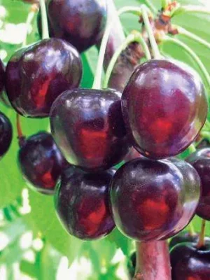 Черешня Стаккато Черешня Стаккато (пізній сорт)
