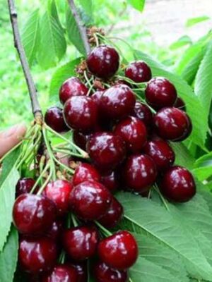 Черешня “Світ-Харт” Черешня "Світ-Харт"(середній сорт)