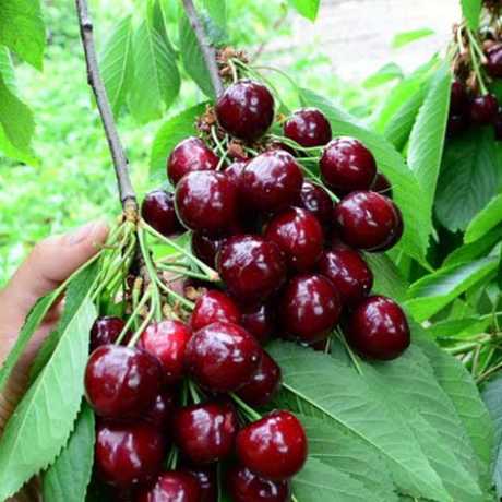 Черешня "Світ-Харт"(середній сорт)