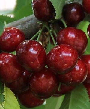 Черешня “Техлован” Черешня "Техлован"(середньо-пізній сорт)