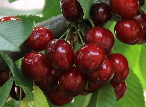 Черешня "Техлован"(середньо-пізній сорт)