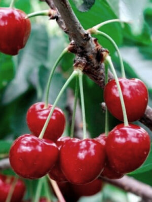 Черешня Травнева