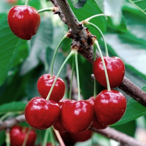 Черешня Травнева Черешня Травнева