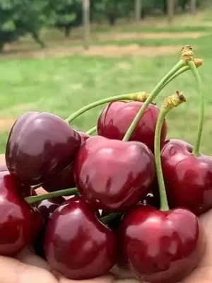 Черешня Валерій Чкалов Черешня Валерій Чкалов