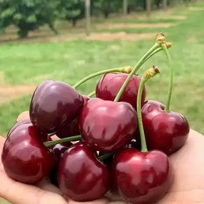 Черешня Валерій Чкалов