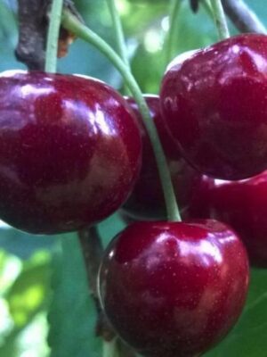 Черешня”Тамара” Черешня"Тамара"