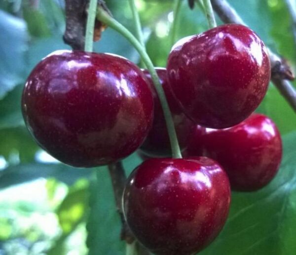 Черешня"Тамара"