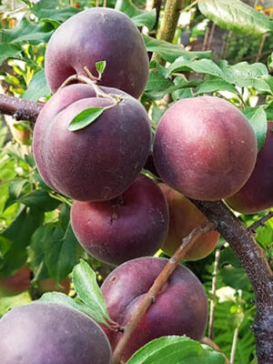 Черікос гібридна алича