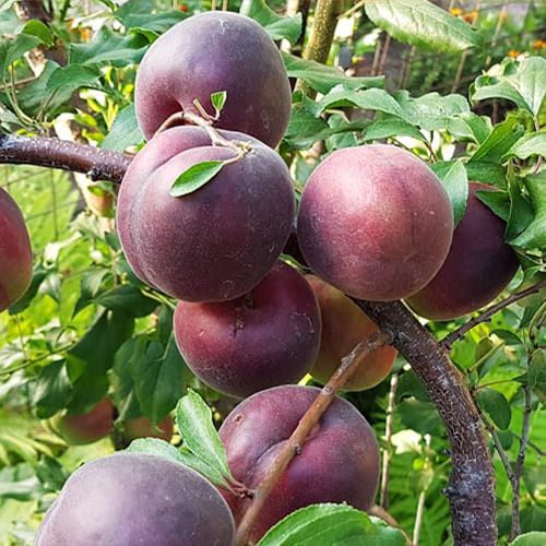 Черікос гібридна алича