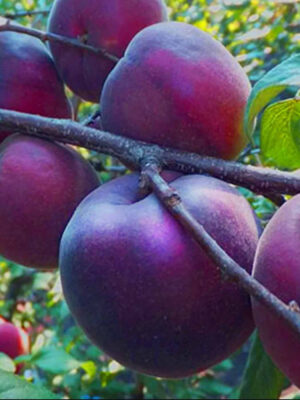 chernpryncz.jpg Персик Чорний Принц, середньо-пізній сорт