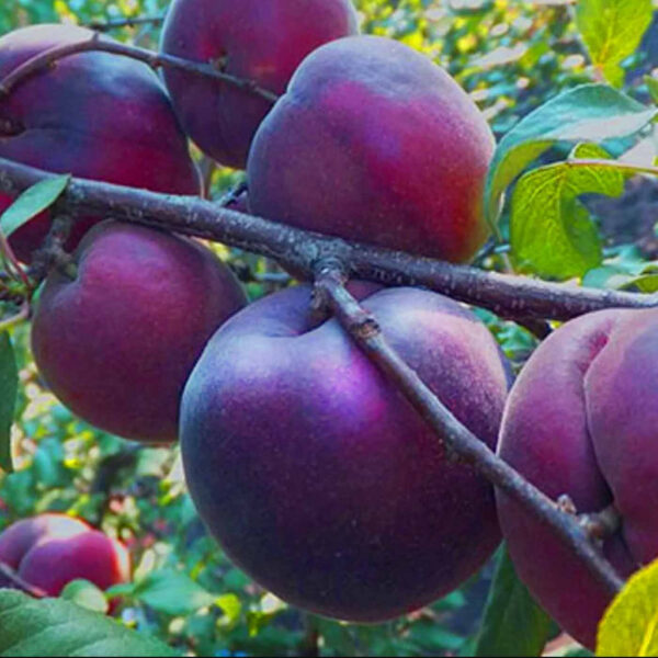 Персик Чорний Принц, середньо-пізній сорт