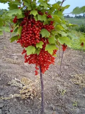 Червона порічка на штамбі