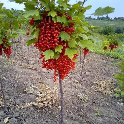 Червона порічка на штамбі Червона порічка на штамбі