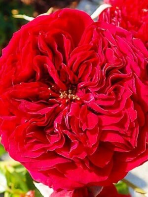 Троянда флорібунда "Червона Шапочка" (Rotkappchen)