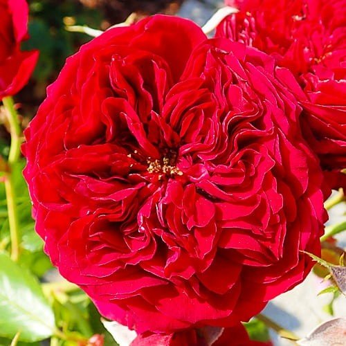 Троянда флорібунда "Червона Шапочка" (Rotkappchen)