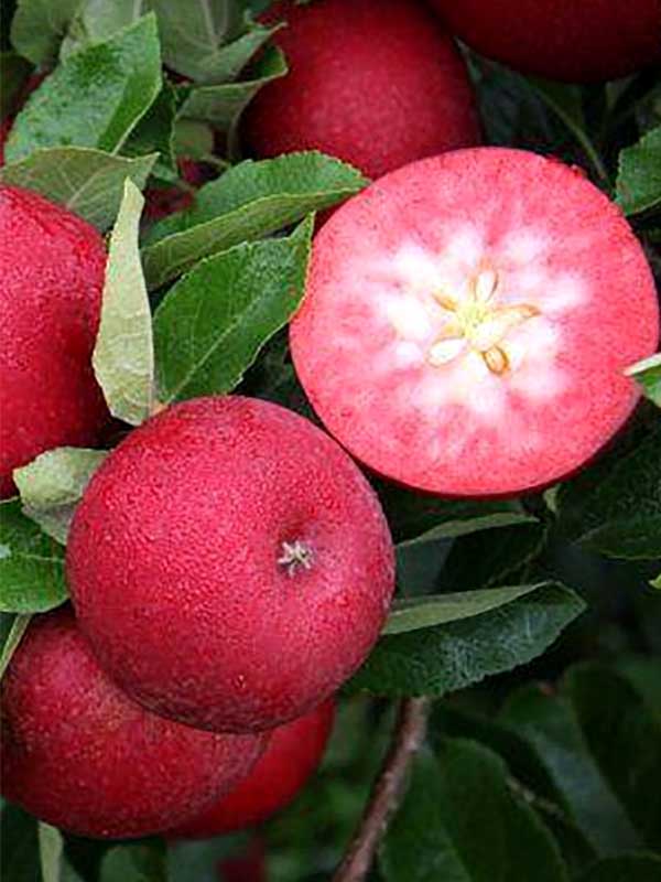 Червоном’яса яблуня “Ера” Червоном'яса яблуня “Ера”