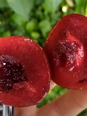 Алича червоном'ясна