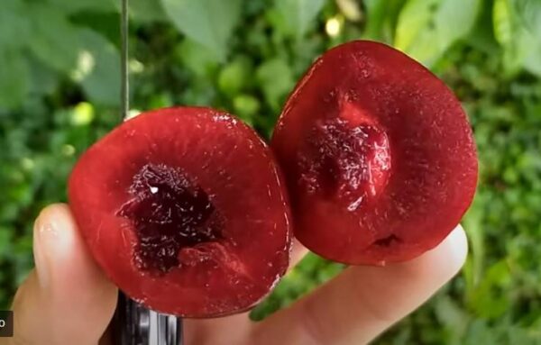 Алича червоном'ясна