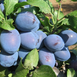 Чячанська Ляпотіка