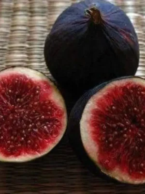 чикаго харді Інжир "Чикаго Харді" (Chicago Hardy), саджанці дворічні