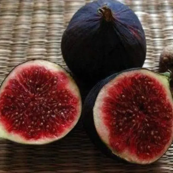 Інжир "Чикаго Харді" (Chicago Hardy), саджанці дворічні