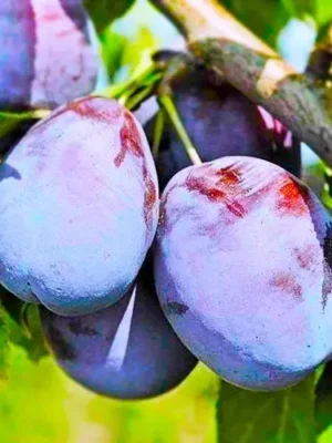 Cлива Амерс Cлива Амерс