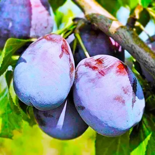 Cлива Амерс