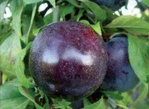 Cлива Анжеліно диплоїдна, середній термін дозрівання