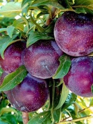 Cлива Бербанк Гігант Cлива Бербанк Гігант диплоїдна