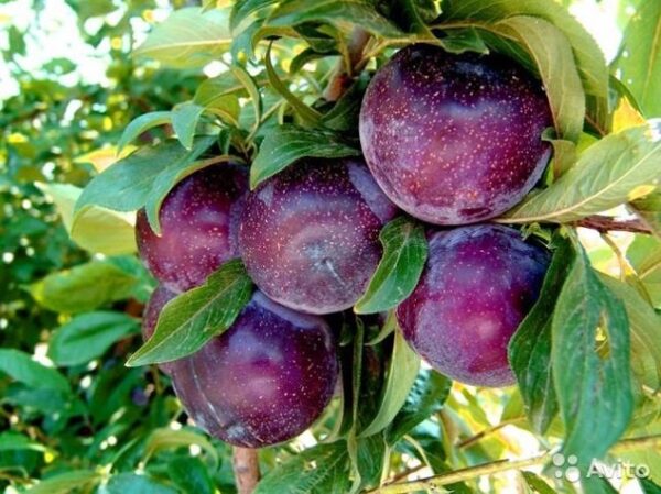 Cлива Бербанк Гігант Cлива Бербанк Гігант диплоїдна