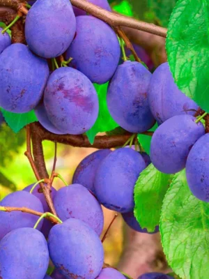 Cлива диплоїдна Блек Б’юті Cлива диплоїдна Блек Б'юті, пізній термін дозрівання