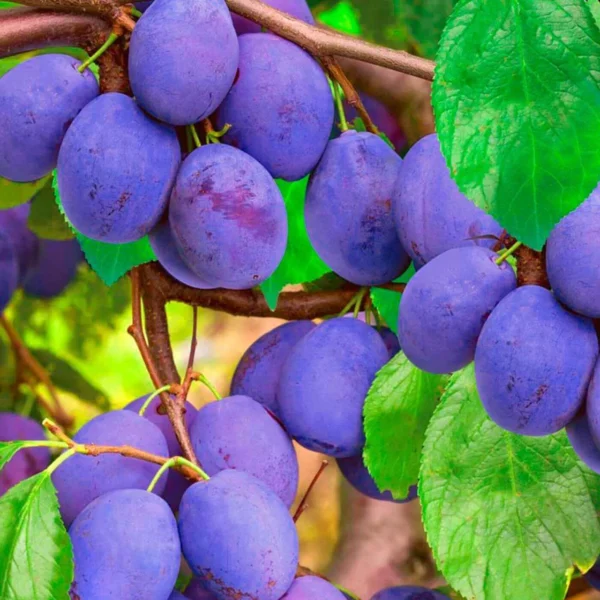 Cлива диплоїдна Блек Б'юті, пізній термін дозрівання