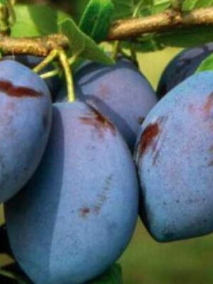 Cлива Кабардінка Cлива Кабардінка, ранній сорт