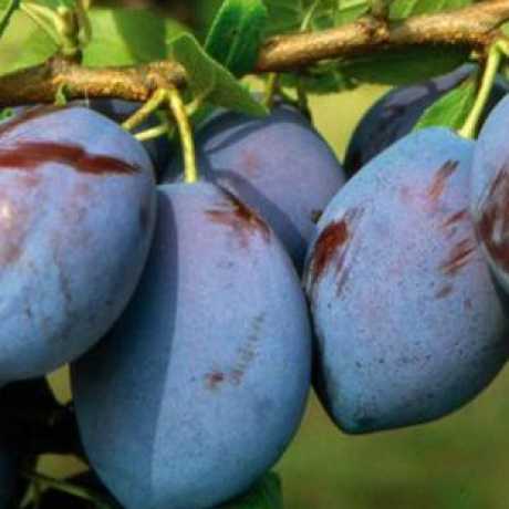 Cлива Кабардінка, ранній сорт