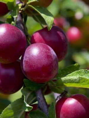 Cлива Командор Cлива Командор колона