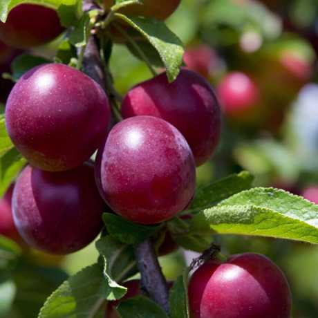 Cлива Командор Cлива Командор колона