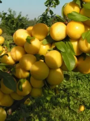 Cлива Медова Cлива Медова колона