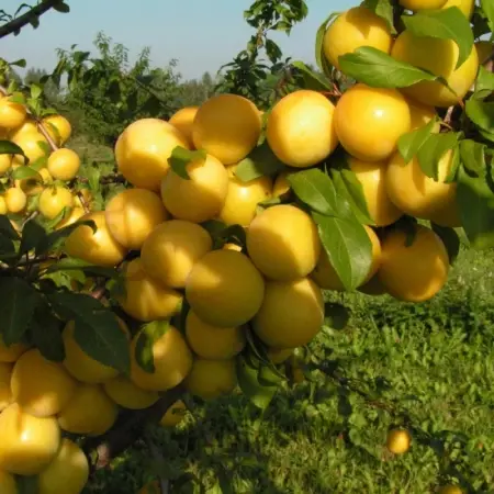 Cлива Медова Cлива Медова колона