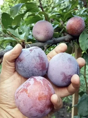 Cлива Оцарк Прем’єр Cлива Оцарк Прем'єр, диплоїдна, середній термін дозрівання