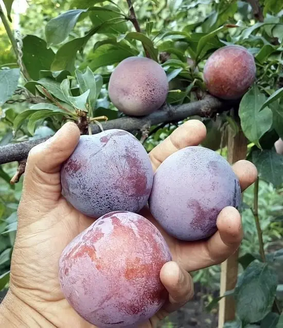 Cлива Оцарк Прем'єр, диплоїдна, середній термін дозрівання