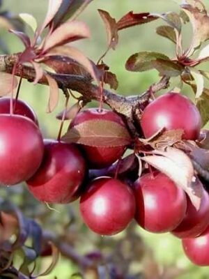 Cлива Пісарді Cлива Пісарді