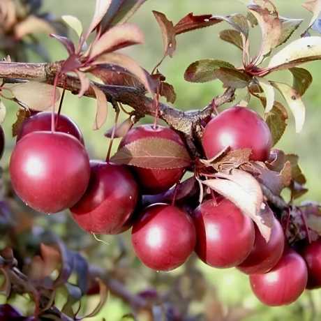 Cлива Пісарді