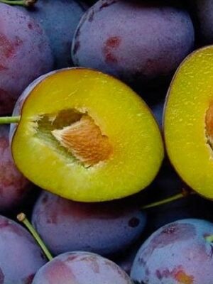 Cлива Президент Cлива Президент